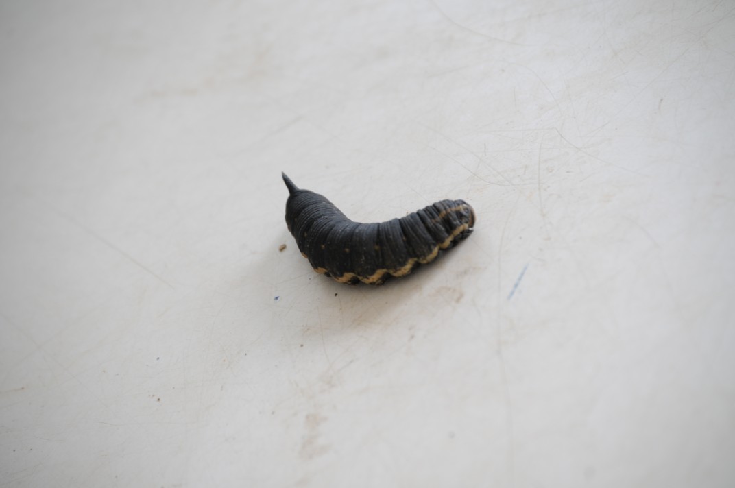 Di cosa si tratta ?? - Agrius convolvuli, larva